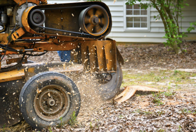 stump removal in South Charleston